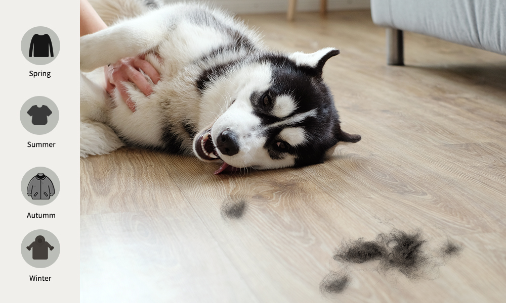 Husky shedding in 2024 winter