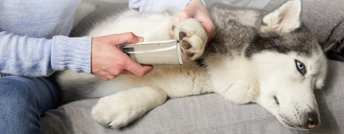 Pet Care