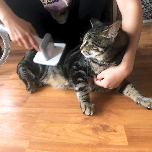 It takes in everything you cut off, making it easy to clean up. This is the best pet grooming product I ever used. It is very useful, love it.